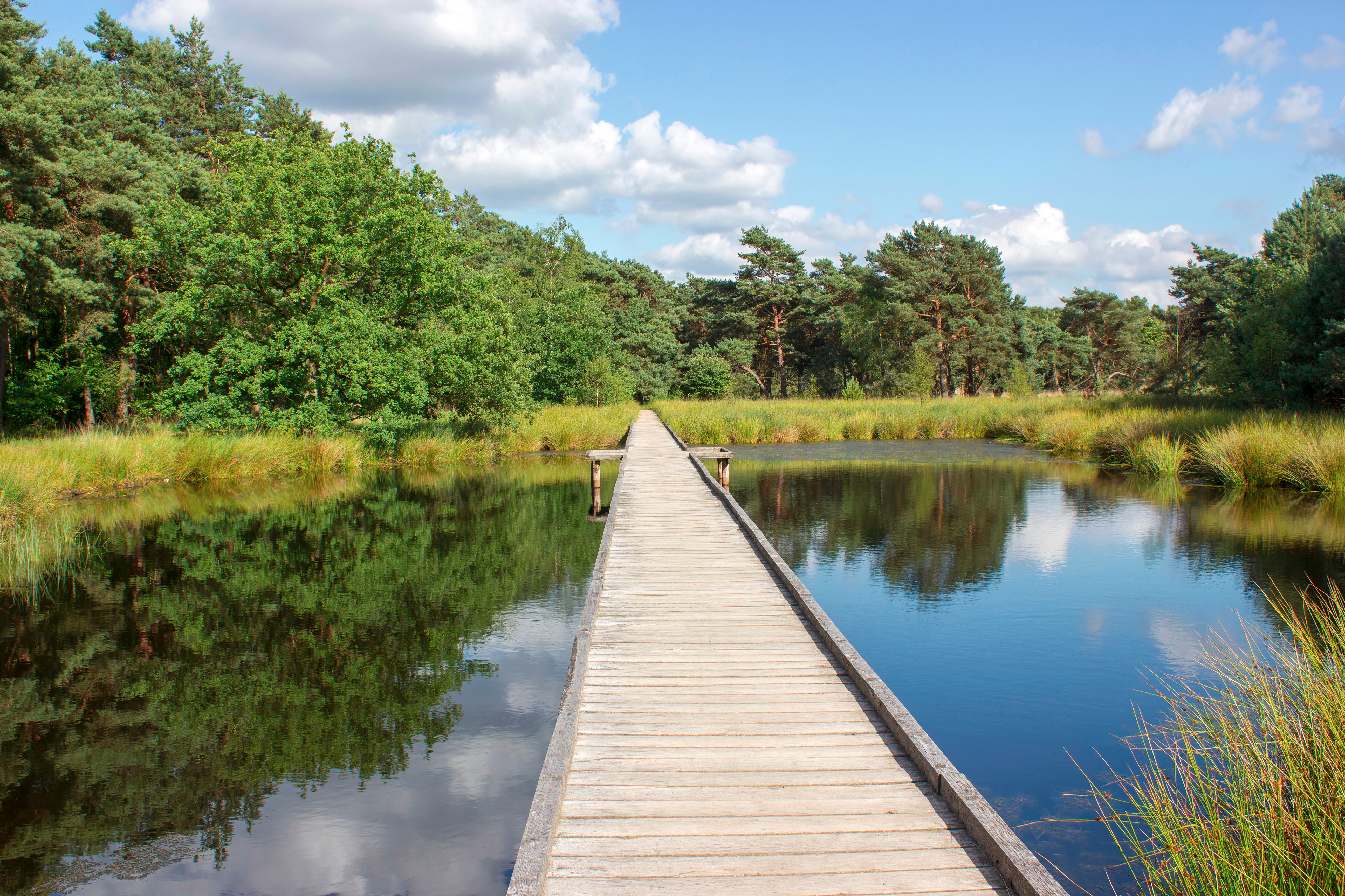 Een foto van nationaalpark Maasduinen